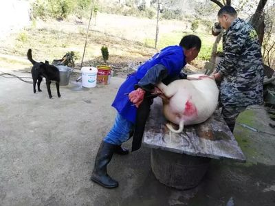 土家族杀猪的千年智慧 一场仪式、技艺与温情的交响